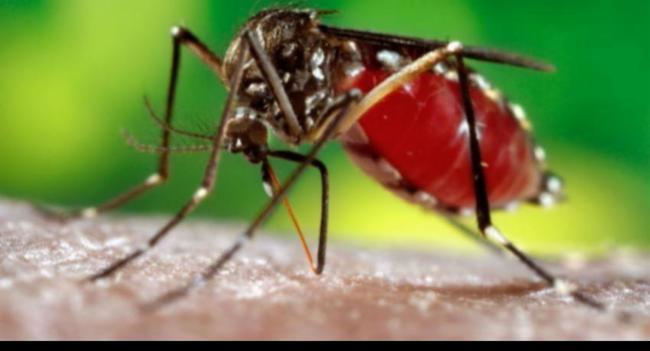 අනුරාධපුරේ අද සිට ඩෙංගු මර්දන වැඩසටහනක්
